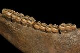 Fossil Horse (Equus) Jaw - River Meuse, Germany #111862-5